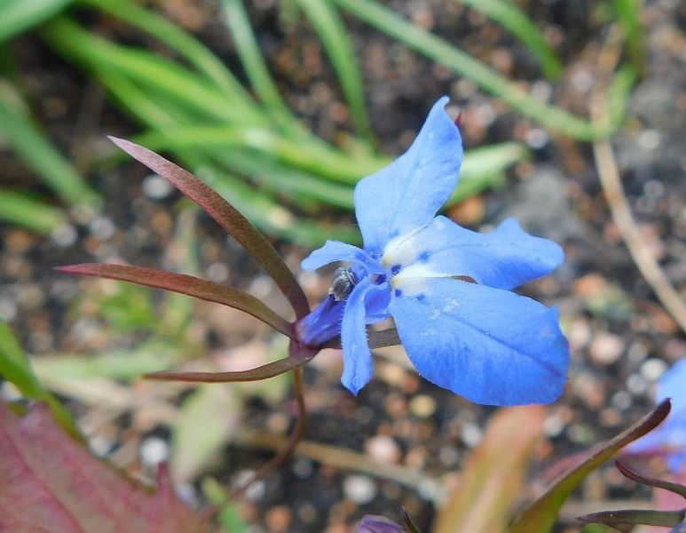 Trailing lobelia 'Regatta Sky Blue' (Lobelia erinus 'Regatta Sky Blue')