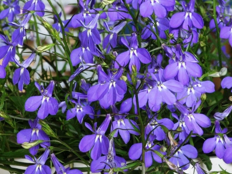 Trailing lobelia 'Sapphire' (Lobelia erinus 'Sapphire')