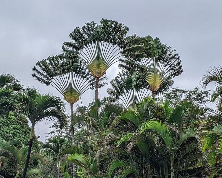 Traveller's tree (Ravenala madagascariensis)