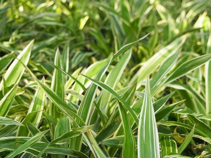 Variegated creeping broad-leaved sedge (Carex siderosticta 'Variegata')