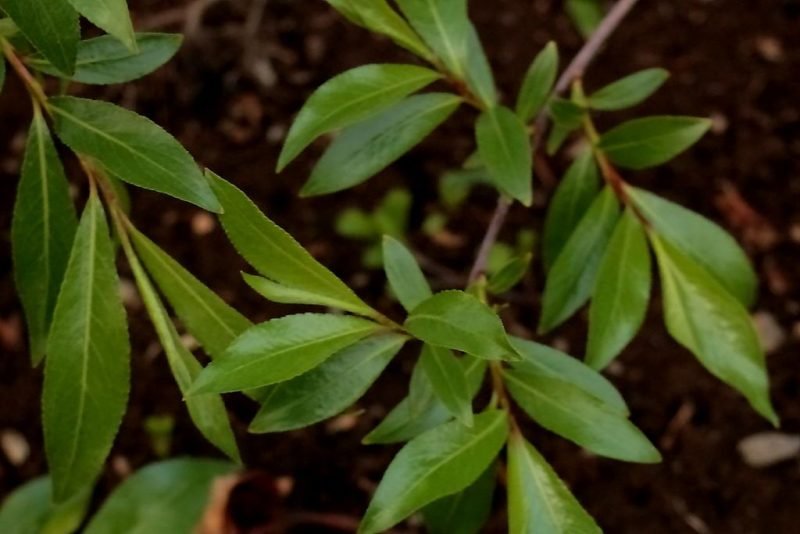 Violet willow (Salix daphnoides)