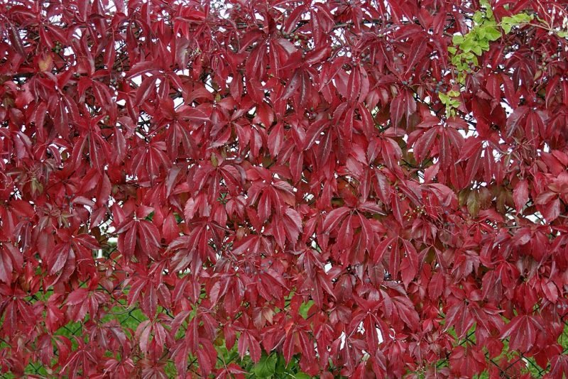 Virginia creeper (Parthenocissus quinquefolia)