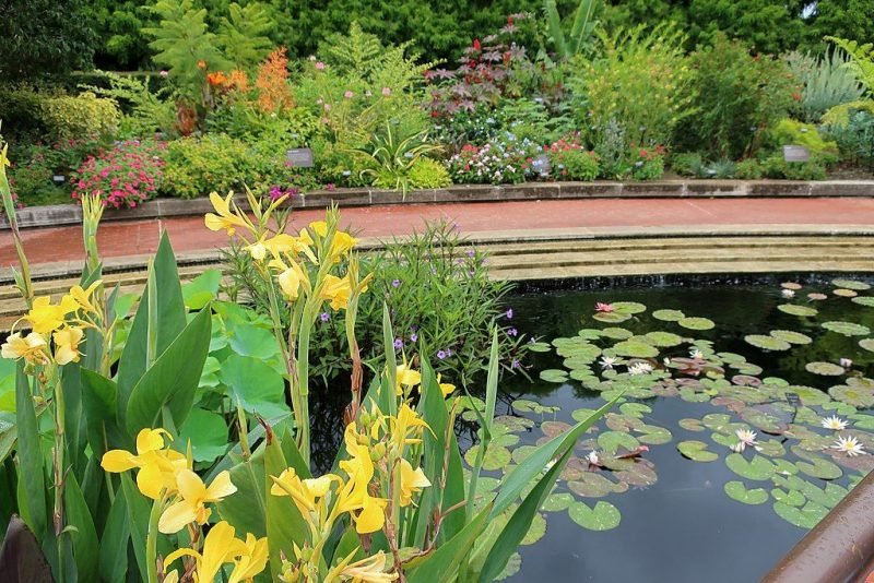 Water canna 'Ra' (Canna 'Ra')