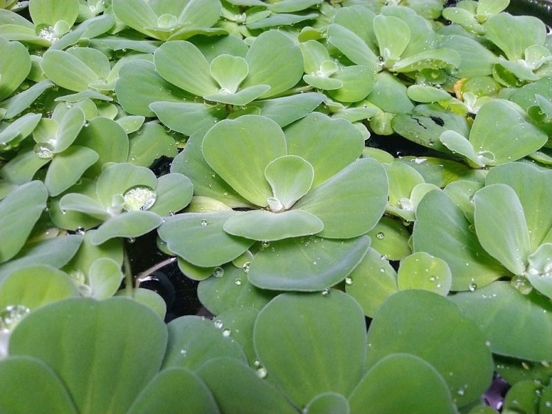 Water lettuce (Pistia stratiotes)