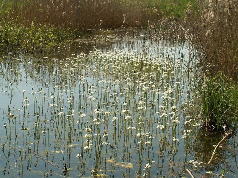 Water violet (Hottonia palustris)