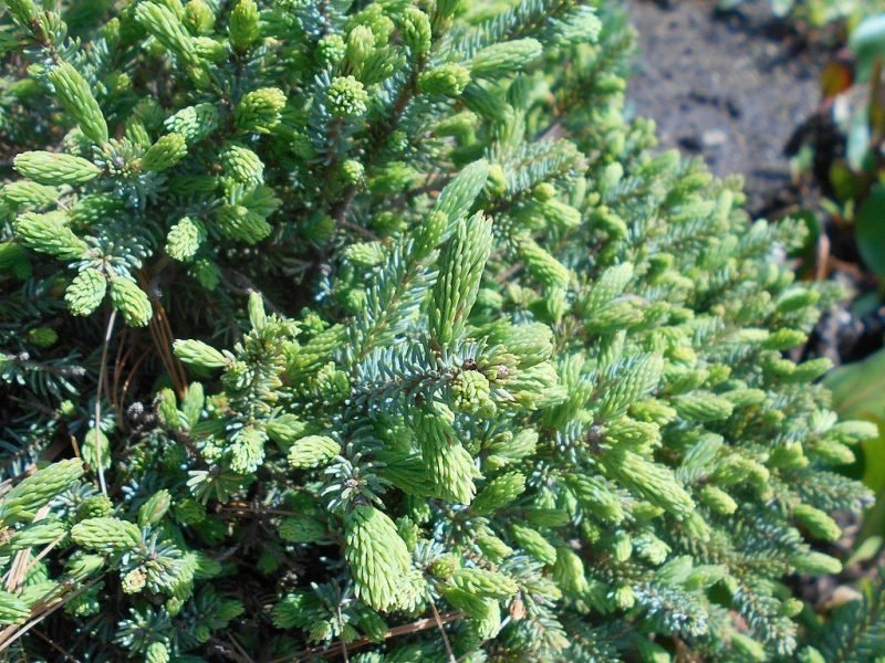 White spruce 'Echiniformis' (Picea glauca 'Echiniformis')