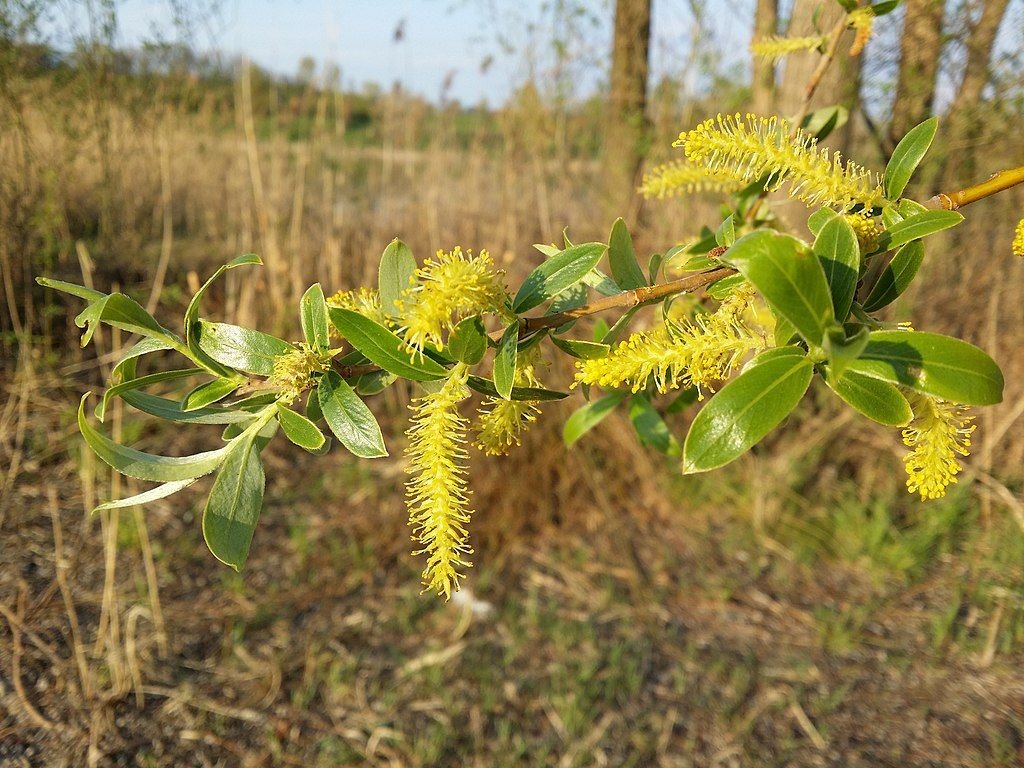 White willow (Salix alba) growing guides
