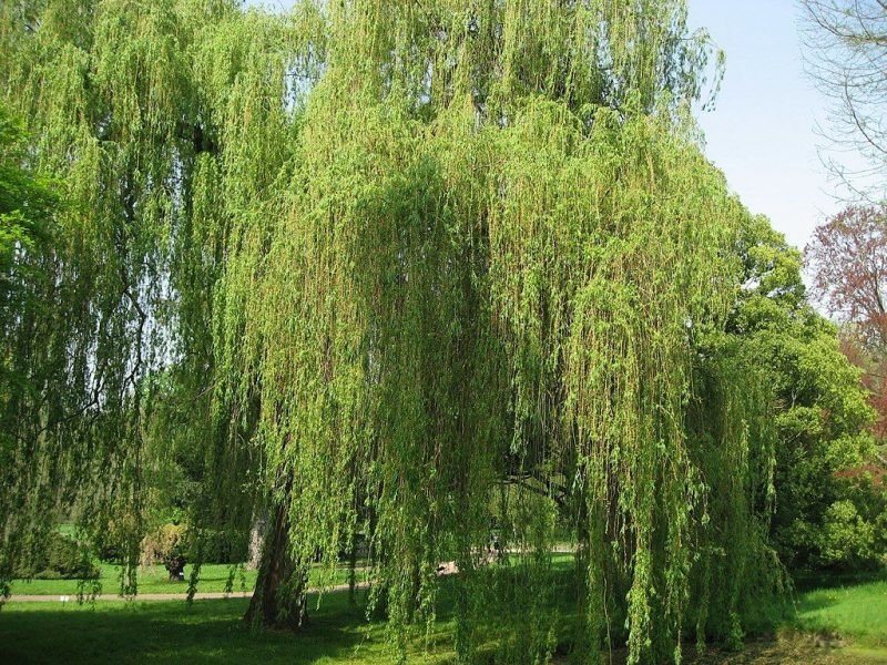 White willow 'Tristis' (Salix alba 'Tristis')