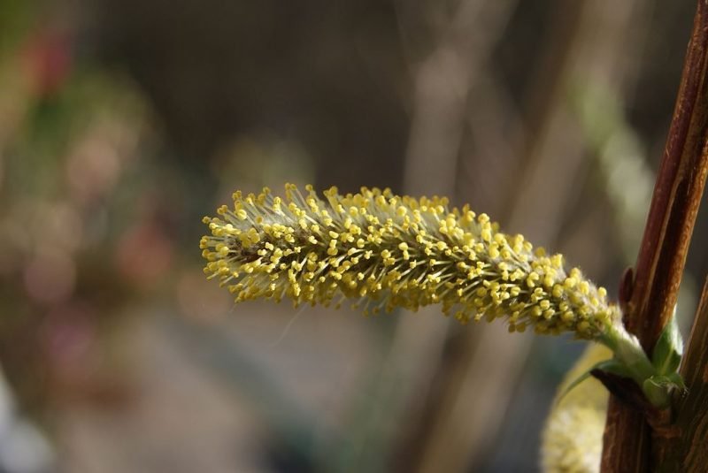 Willow 'Sekka' (Salix udensis 'Sekka')