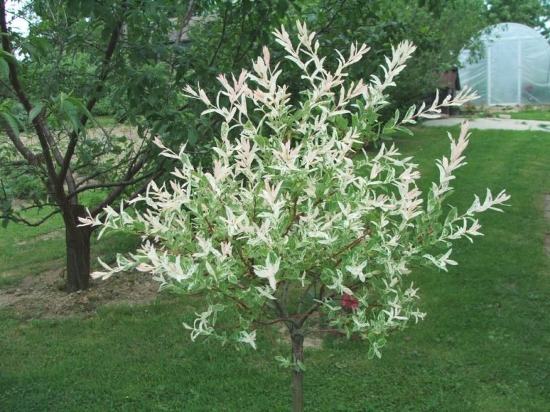 Willow integra (Salix integra)