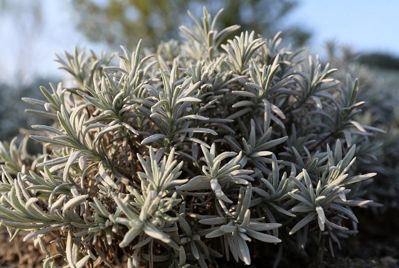 Woolly lavender (Lavandula lanata)