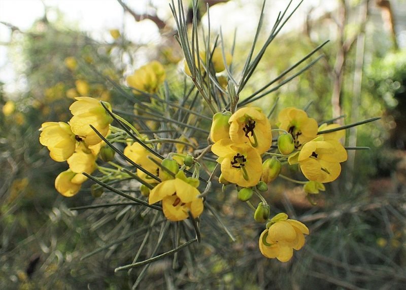 Wormwood senna (Senna artemisioides)