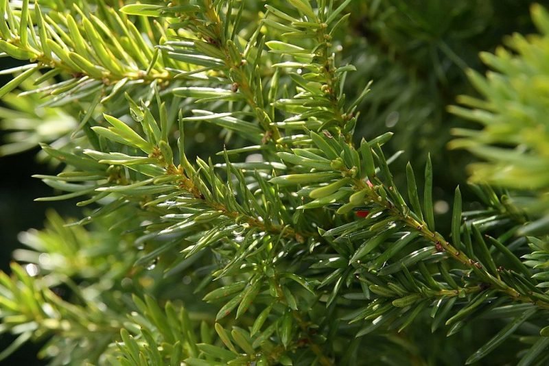 Yew 'Hicksii' (Taxus × media 'Hicksii')
