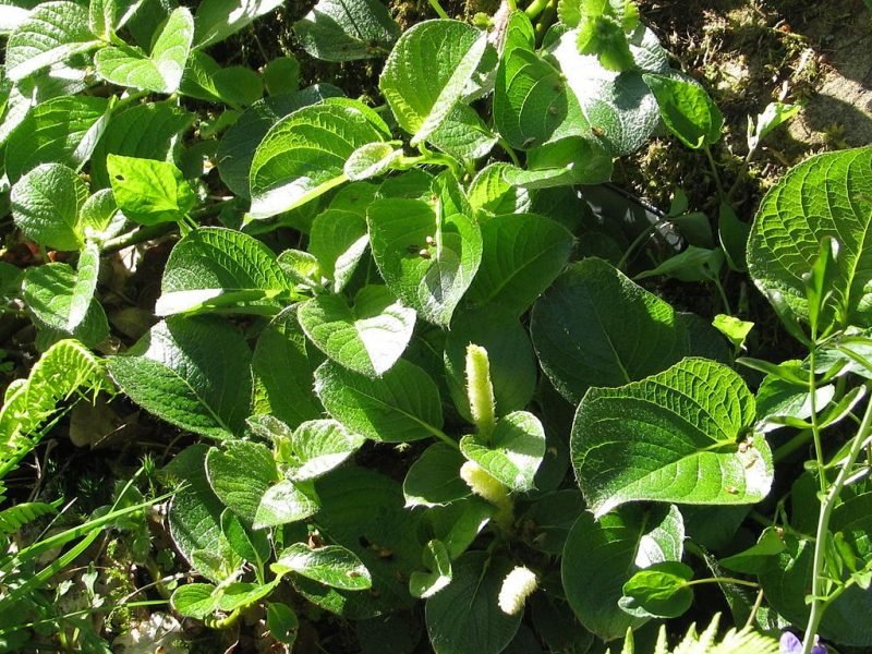 Yezo dwarf willow (Salix nakamurana var. yezoalpina)
