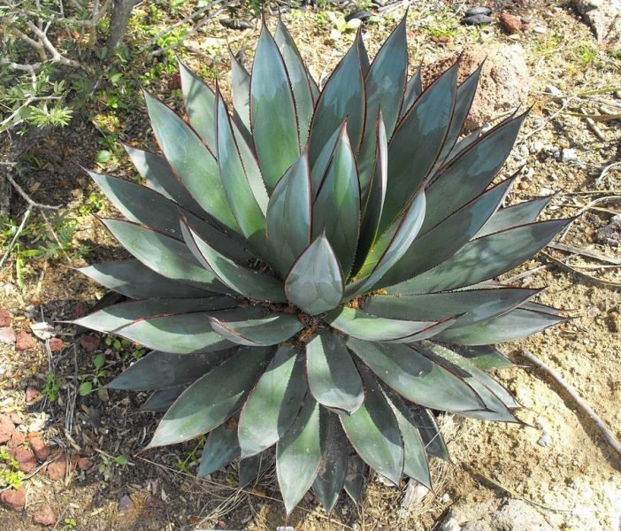 Agave 'Blue Glow' (Agave 'Blue Glow')