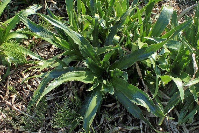 Agaveleaved sea holly (Eryngium agavifolium) growing guides