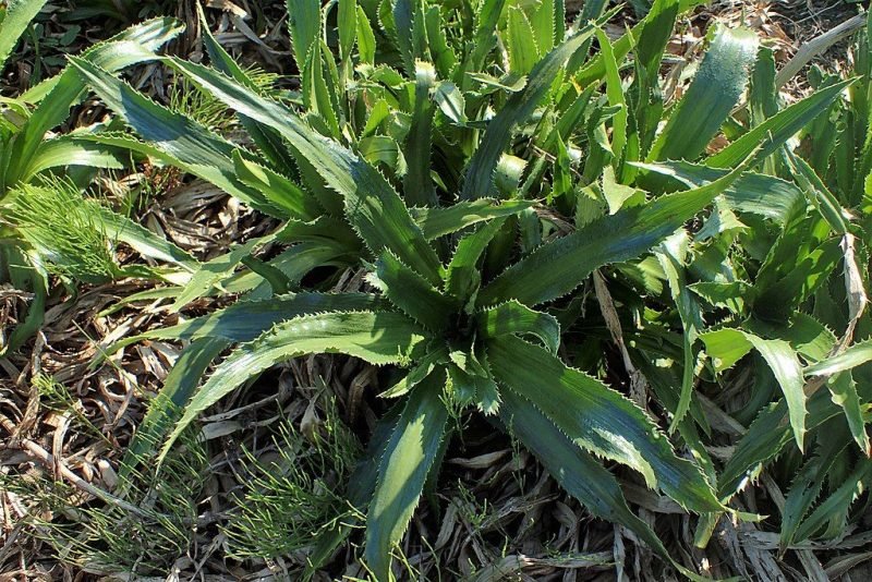 Agaveleaved sea holly (Eryngium agavifolium) growing guides