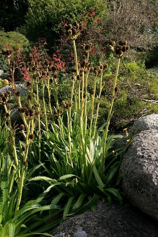 Agaveleaved sea holly (Eryngium agavifolium) growing guides