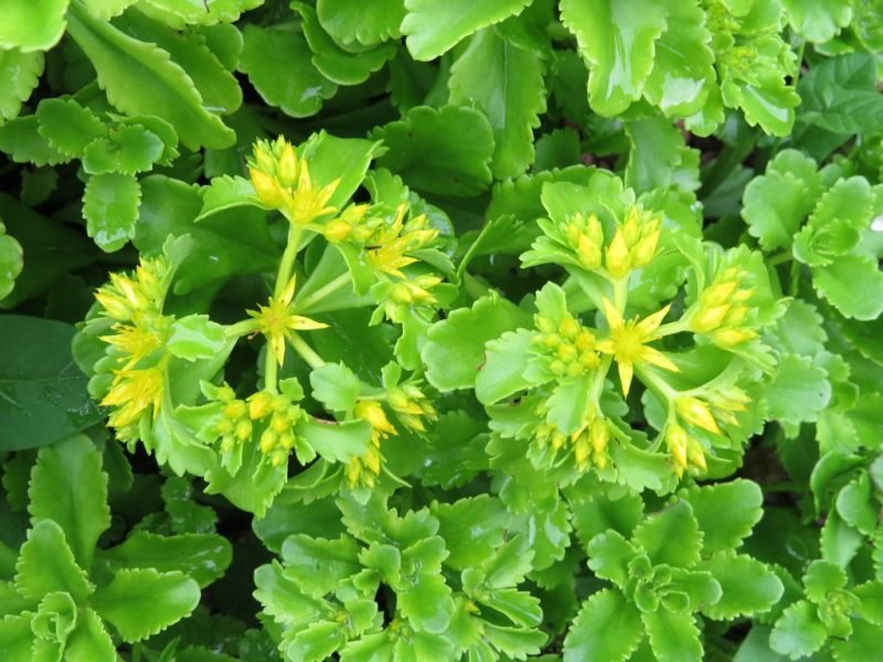 Aizoon stonecrop (Sedum aizoon)