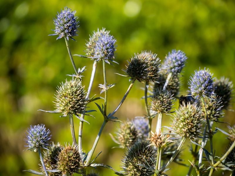 Alpine eryngo 'Blue Star' (Eryngium alpinum 'Blue Star')