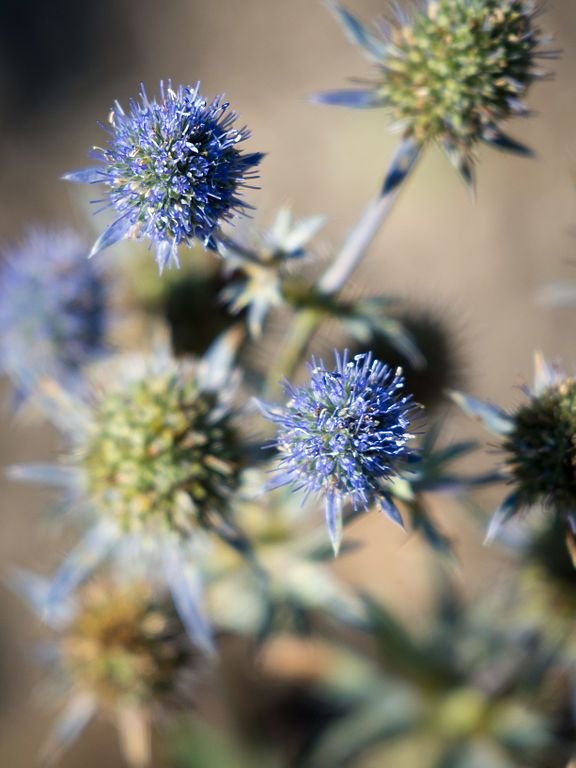 Alpine eryngo 'Blue Star' (Eryngium alpinum 'Blue Star') growing guides