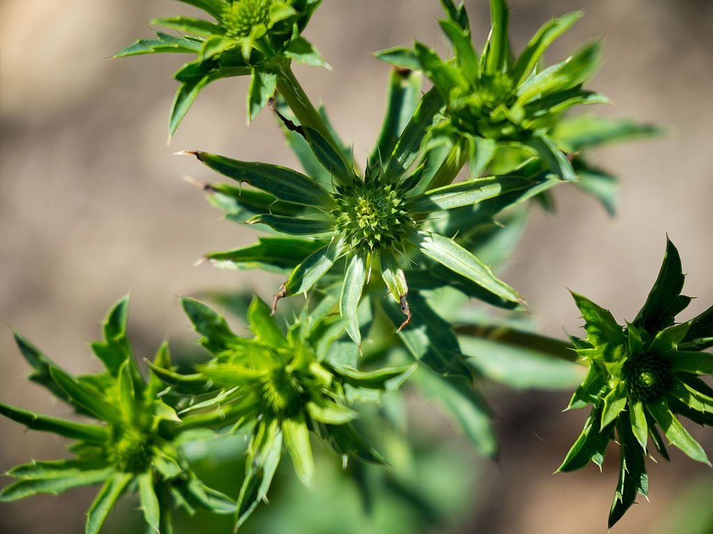 Alpine eryngo 'Blue Star' (Eryngium alpinum 'Blue Star') growing guides