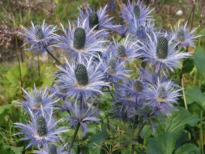 Alpine eryngo (Eryngium alpinum)