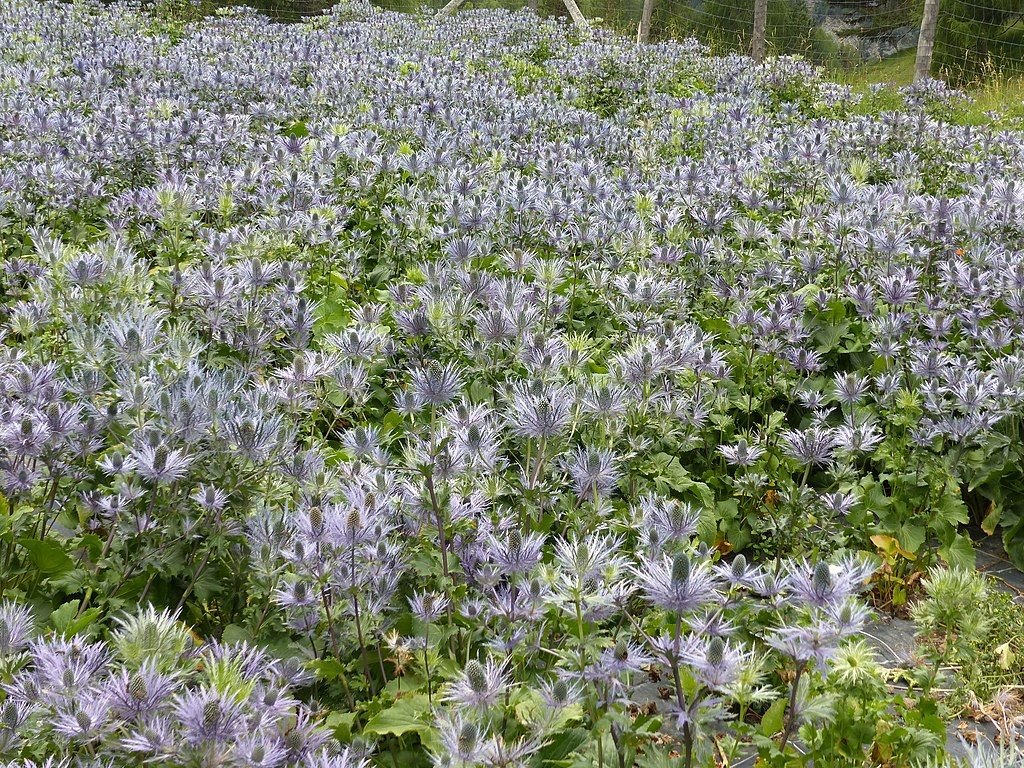 Alpine eryngo (Eryngium alpinum) growing guides