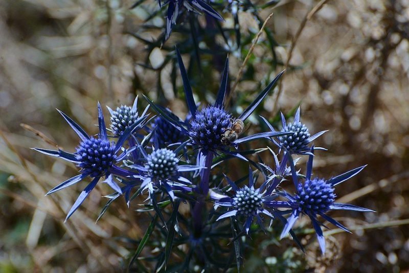 Amethyst sea holly (Eryngium amethystinum)