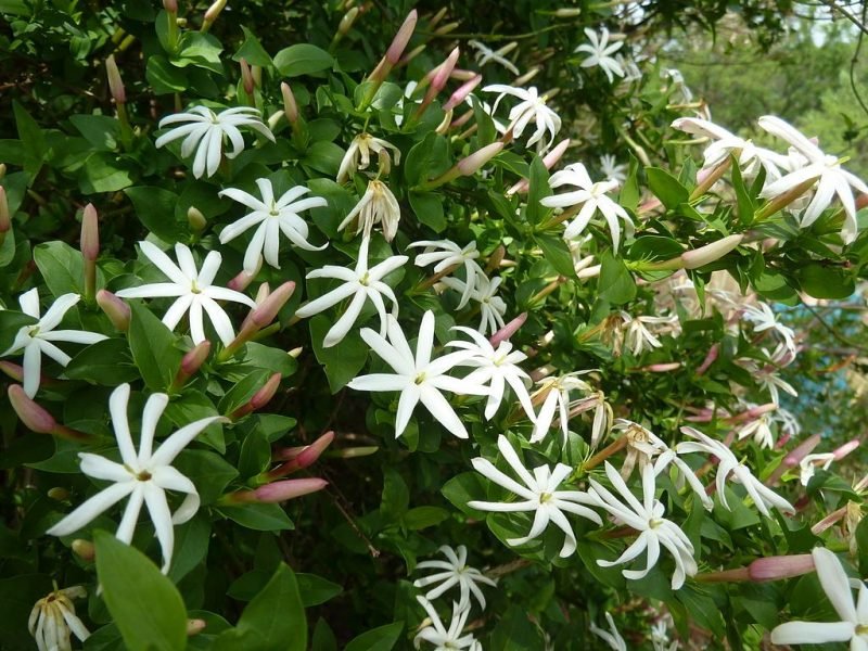 Angular jasmine (Jasminum angulare)