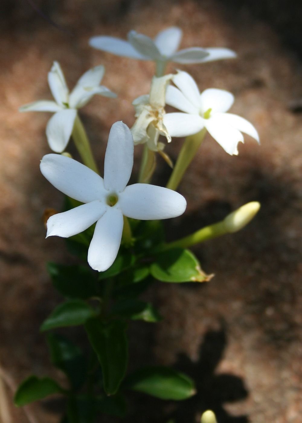 Angular jasmine (Jasminum angulare) growing guides