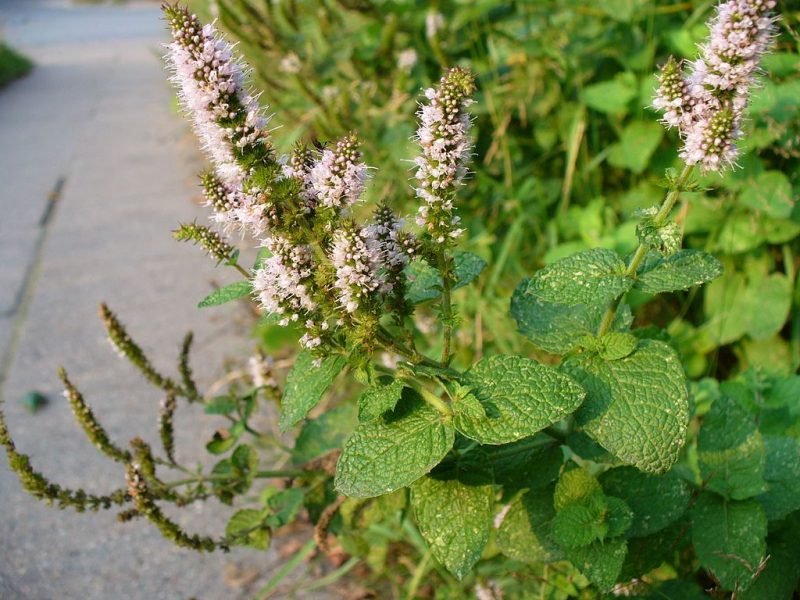 Apple mint (Mentha suaveolens)