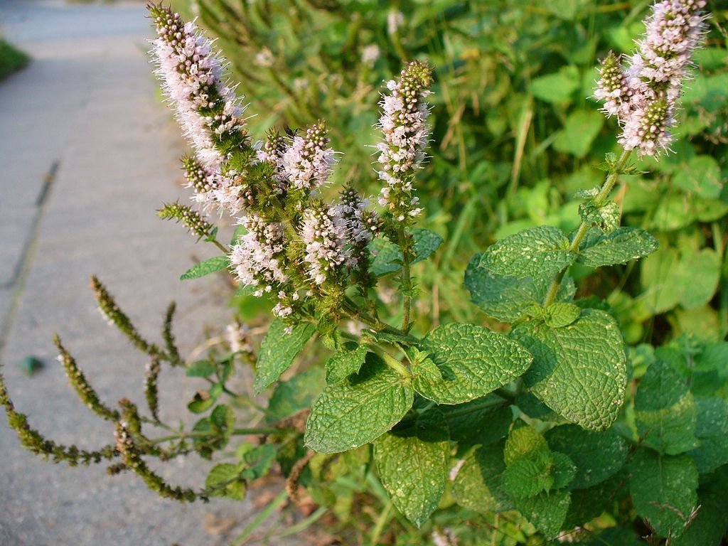 Apple mint (Mentha suaveolens)