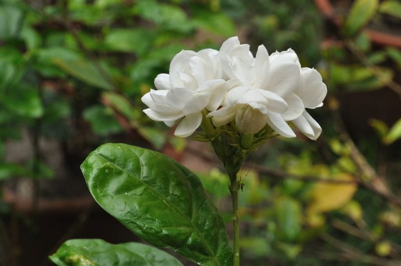 Arabian jasmine (Jasminum sambac)