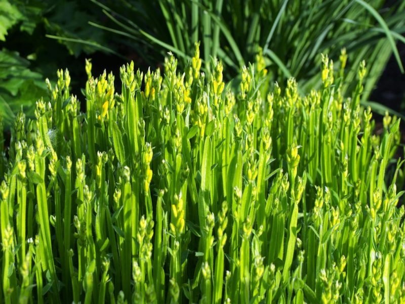 Arrow-jointed broom (Genista sagittalis)