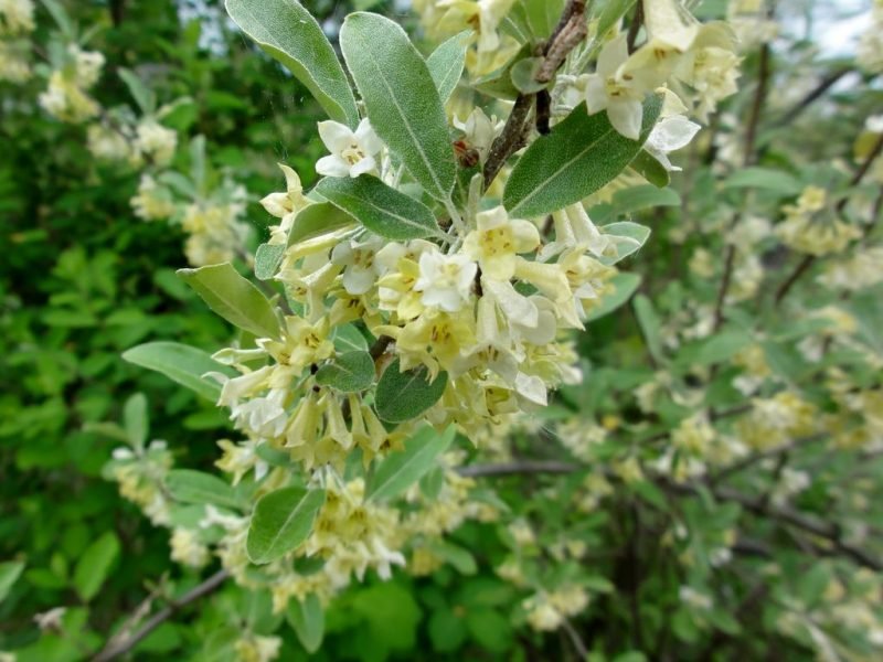 Autumn oleaster (Elaeagnus umbellata)