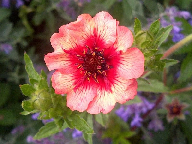 Avens 'Bell Bank' (Geum 'Bell Bank')