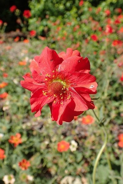 Avens 'Coppertone' (Geum 'Coppertone')