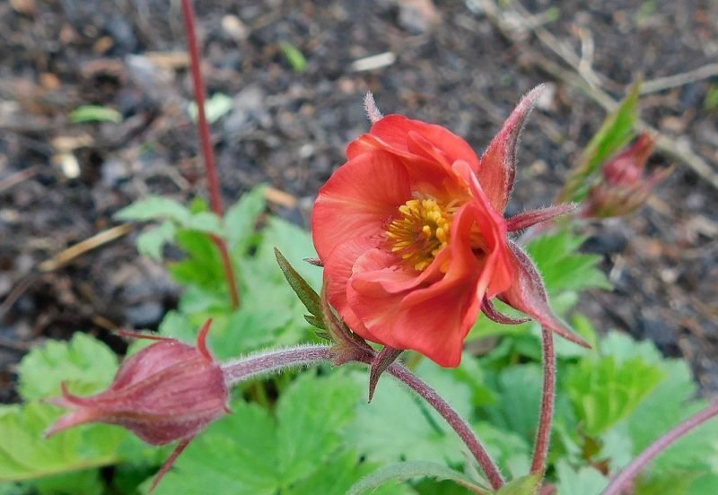 Avens 'Flames of Passion' (Geum 'Flames of Passion')