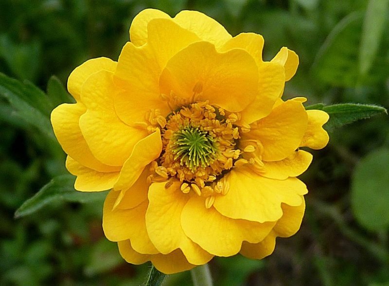 Avens 'Lady Stratheden' (Geum 'Lady Stratheden')