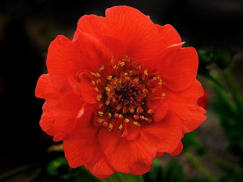 Avens 'Mrs J. Bradshaw' (Geum 'Mrs J. Bradshaw')