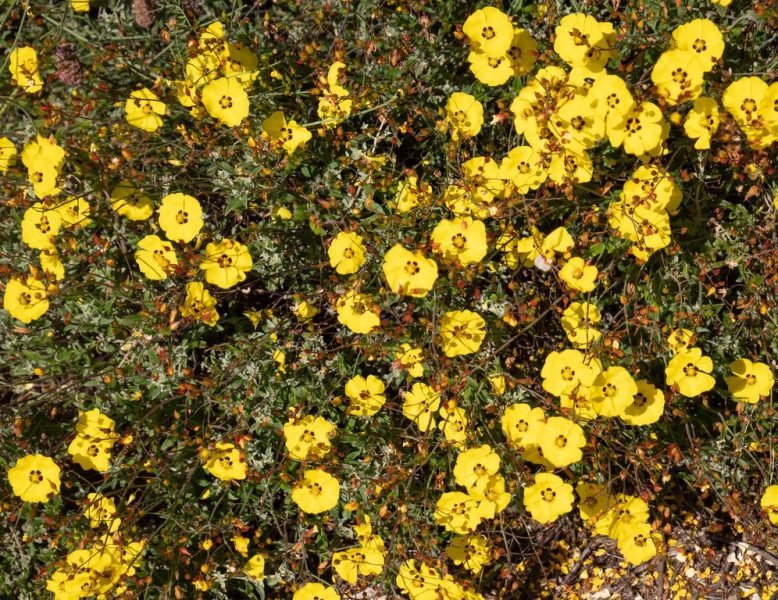 Basil-leaved rockrose (Halimium ocymoides)