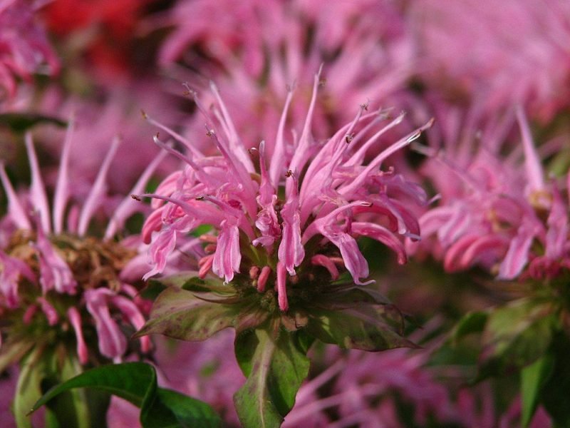Bergamot 'Croftway Pink' (Monarda 'Croftway Pink')