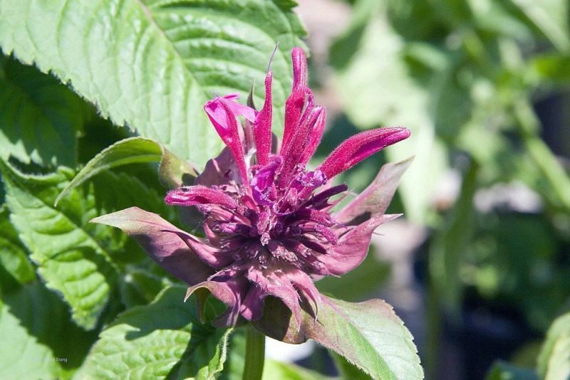 Bergamot 'Fireball' (Monarda 'Fireball')