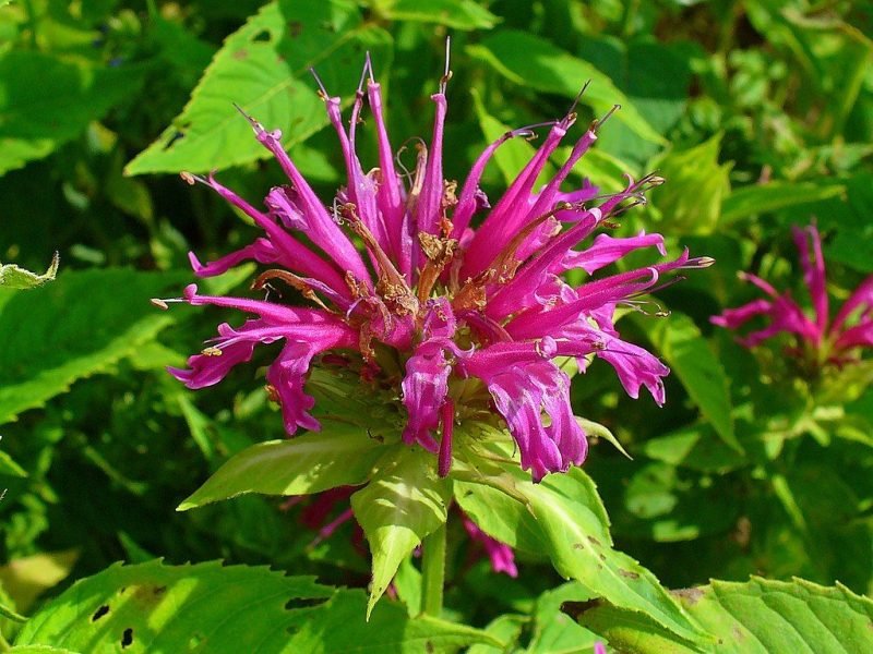 Bergamot (Monarda didyma)