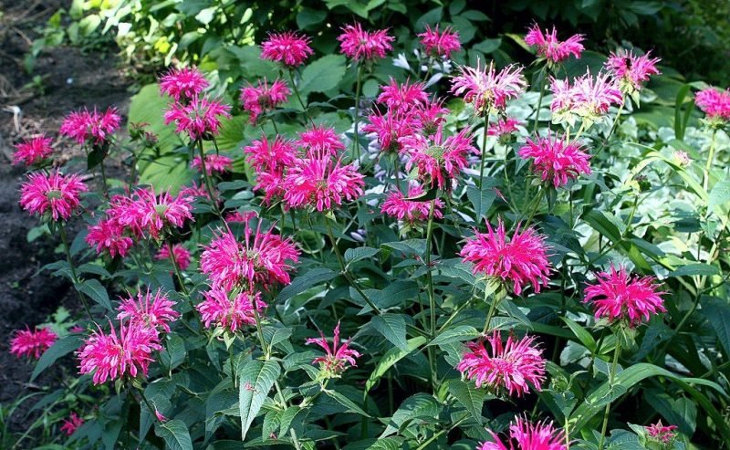 Bergamot 'Pink Lace' (Monarda didyma 'Pink Lace')