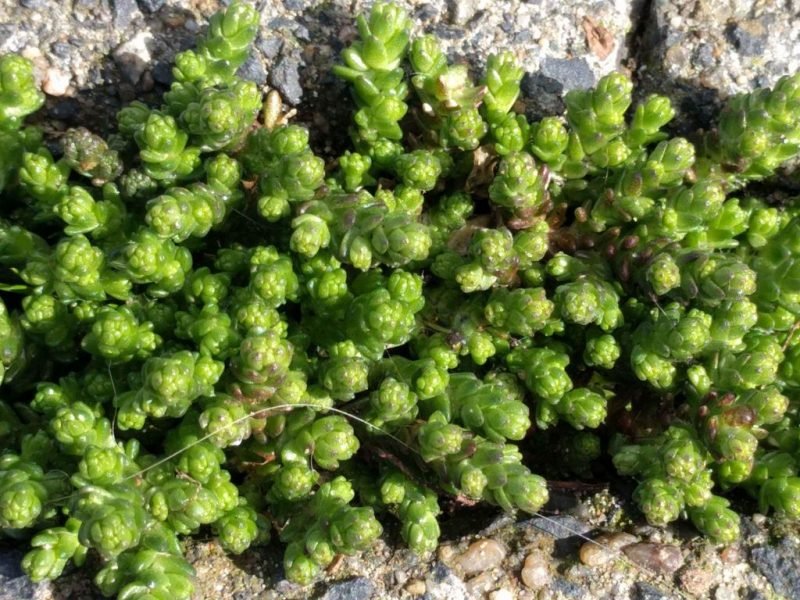 Biting stonecrop (Sedum acre)