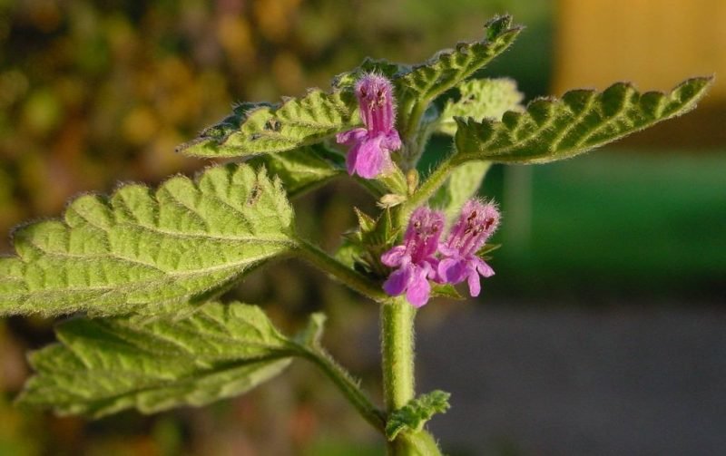 Black horehound (Ballota nigra)