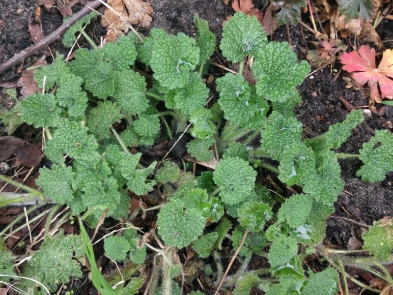 Where to plant Black horehound (Ballota nigra)_2