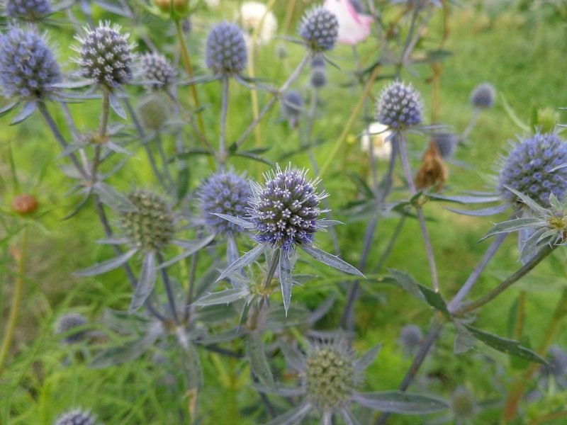Blue eryngo (Eryngium planum) growing guides